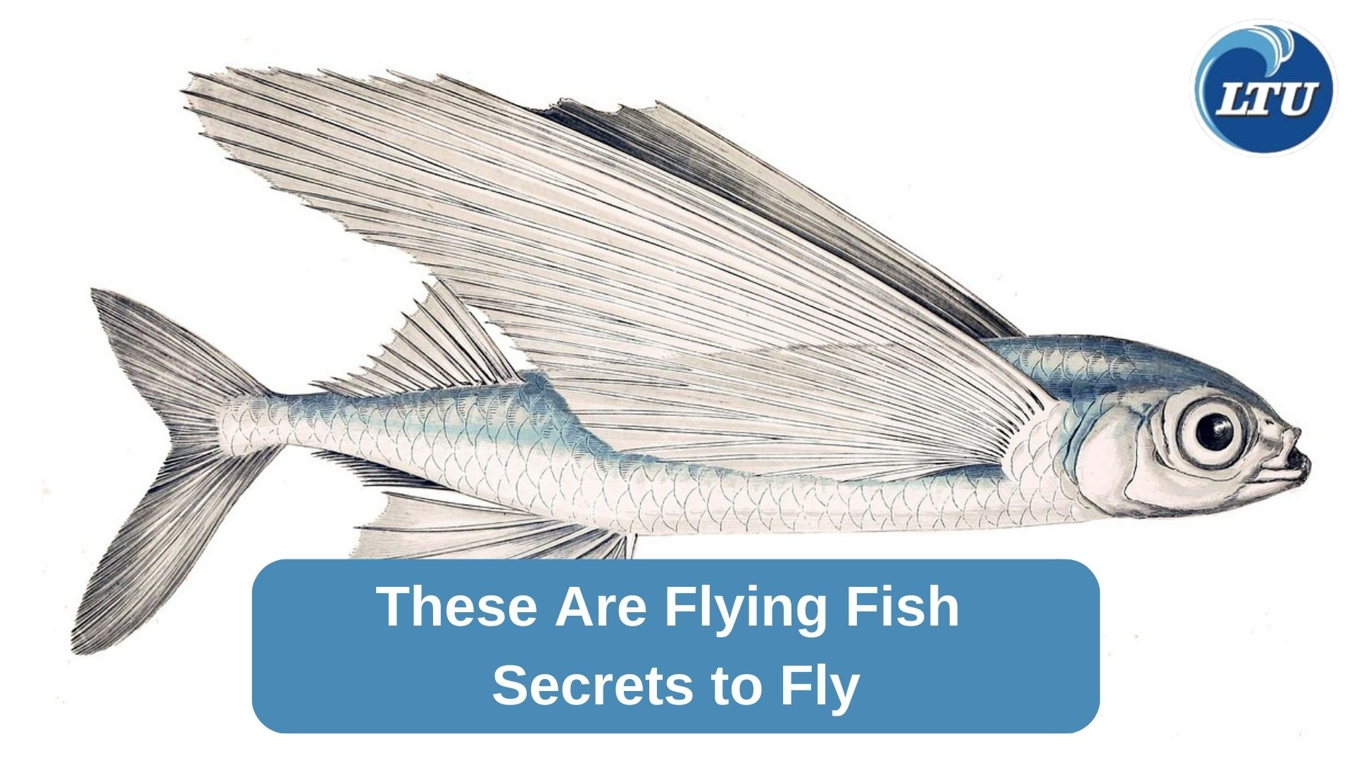 These Are Flying Fish Secret to Fly